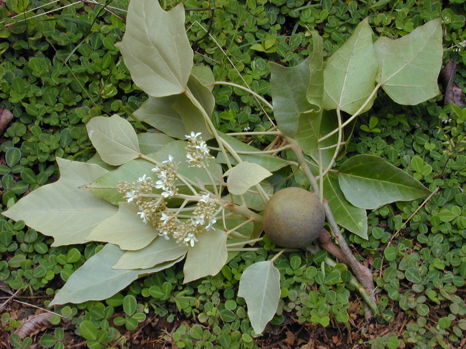 Kukui plant — symbol of Noho'ola Kupa'a